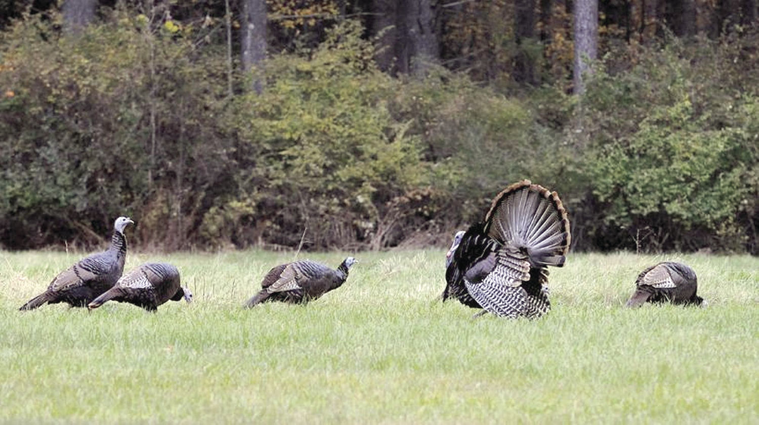Spring turkey season starts in the Granite State